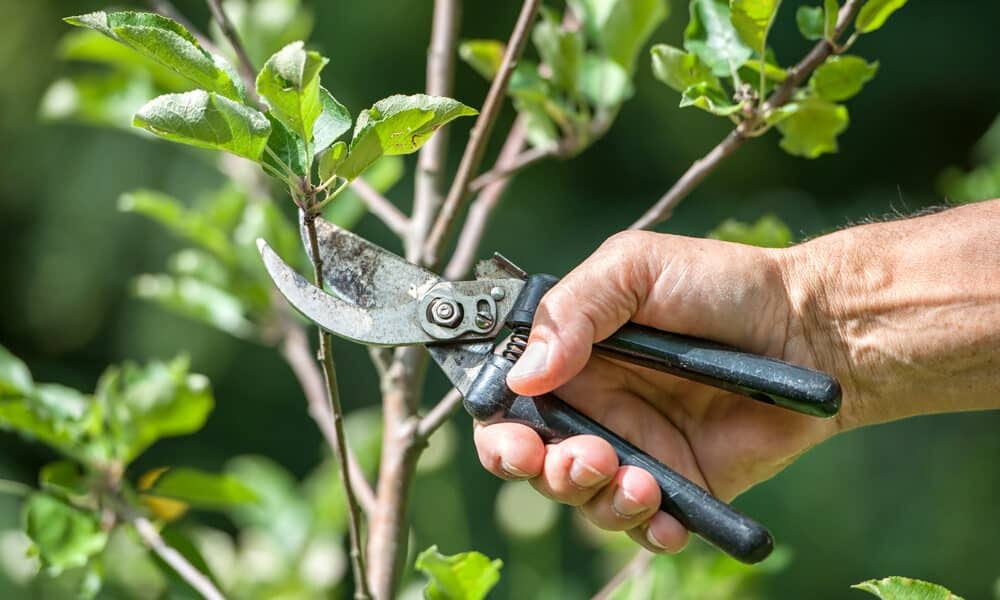 Pruning of trees with secateurs