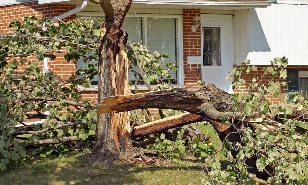 Potential-Hazards-In-Trees