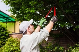 Gardener pruning a tree