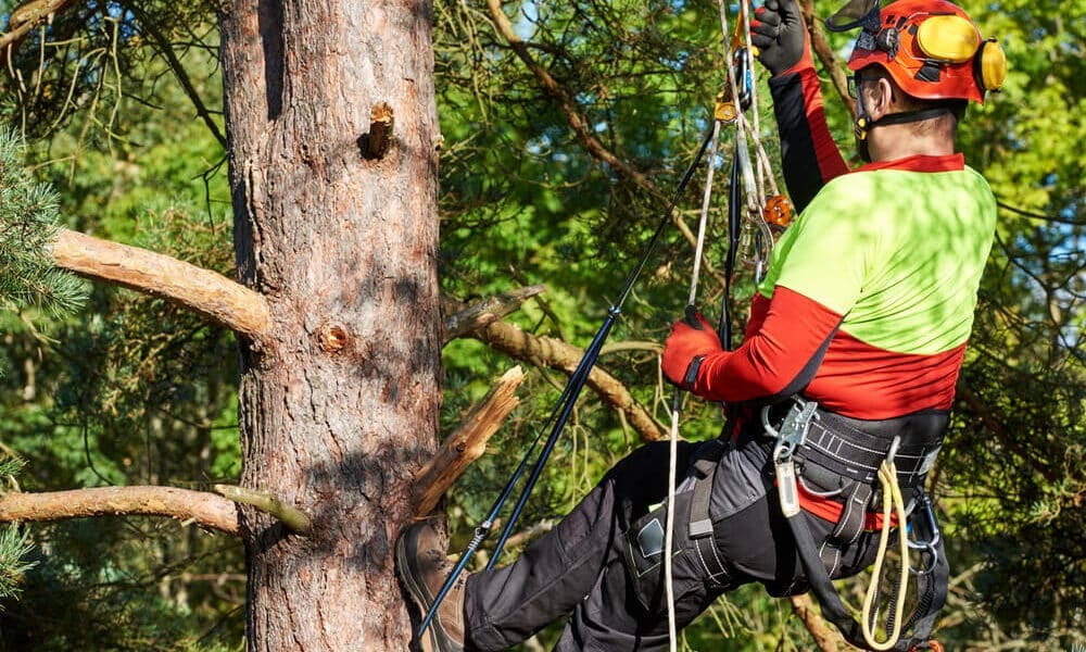 arborist-men-with-chainsaw-cutting-trees