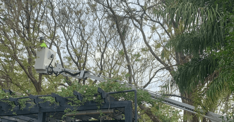 Storm-damaged tree in a Metairie yard after heavy rain and strong winds