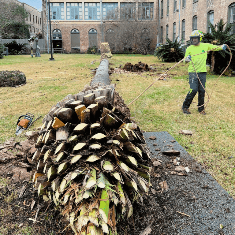 Storm-damaged tree cleanup after hurricane in New Orleans LA