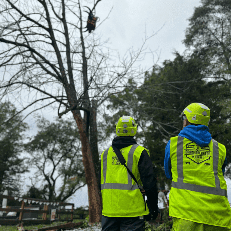 Hazardous tree limb removal near power lines in New Orleans LA