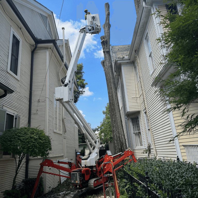A Perfect Cut Tree experts inspecting tree health in Uptown New Orleans LA