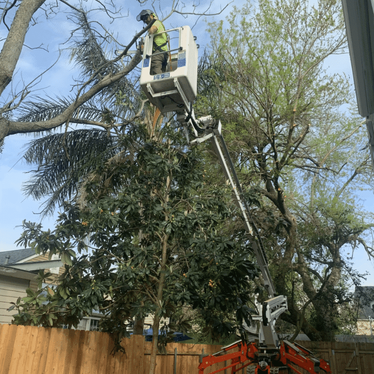 Tree pruning and shaping service improving curb appeal in New Orleans LA