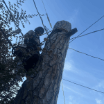 Arborist installing root protection fencing for tree preservation in New Orleans near live oak tree