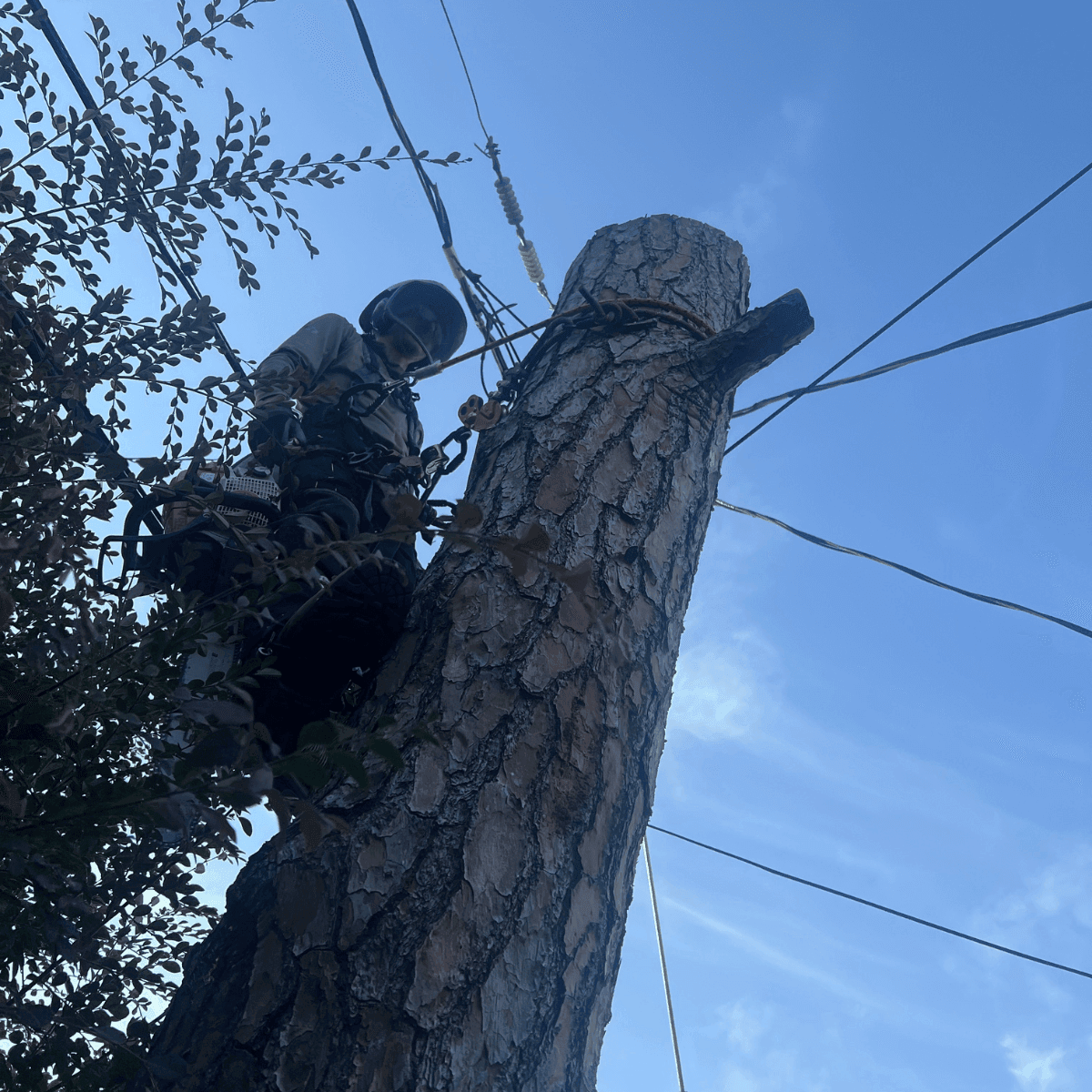 Arborist installing root protection fencing for tree preservation in New Orleans near live oak tree