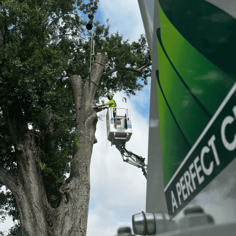 Tree cabling and bracing to prevent storm damage in Metairie LA