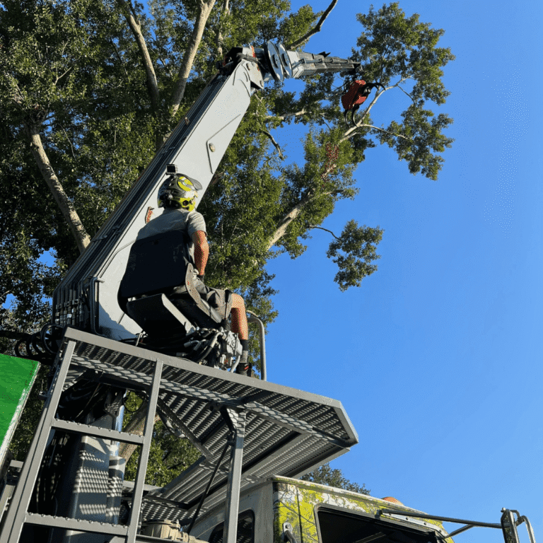 Crane-assisted large oak tree removal in Metairie neighborhood