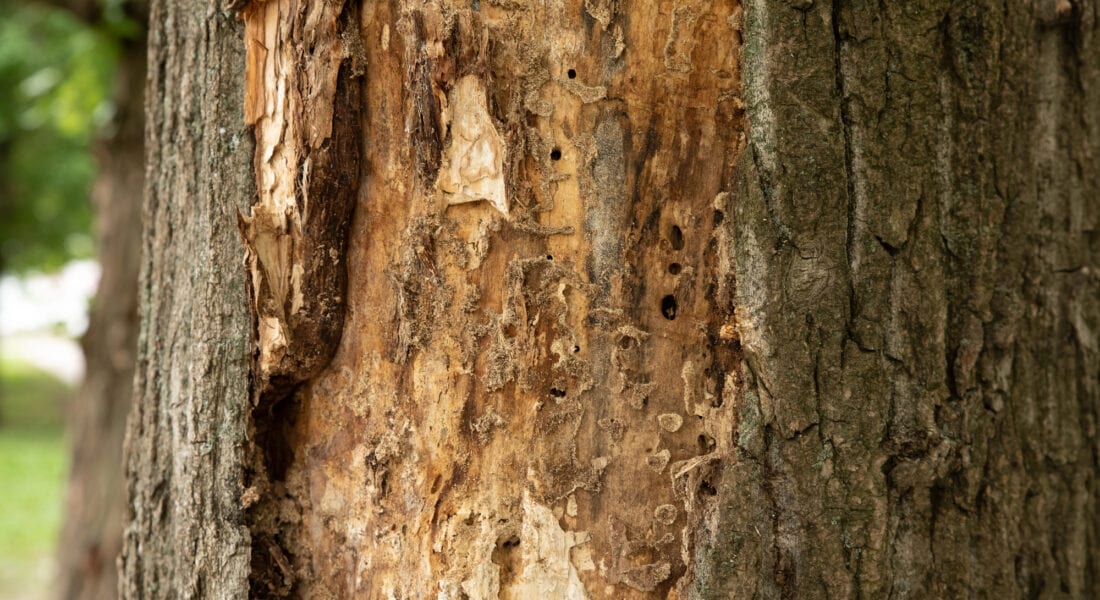 A tree featuring a bark hole highlighting termite infestation and the resulting deterioration of its natural form