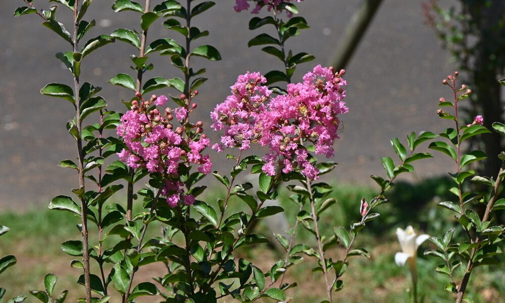 crepe myrtles