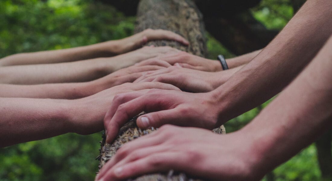 Hands stretching upward towards the branches of a tree
