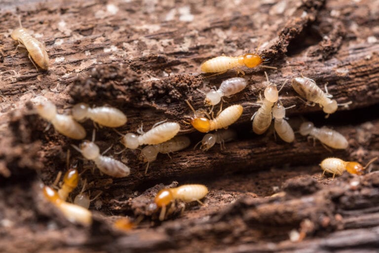 Termites-infesting-wooden-surface-causing-damage