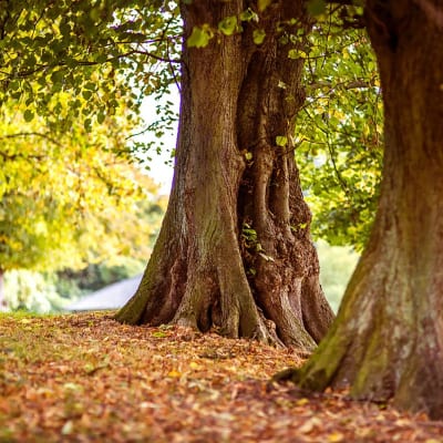 Tree with exposed roots in autumn showcasing natures beauty and changing seasons