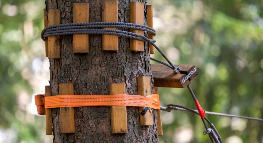 close up tree with thick cable
