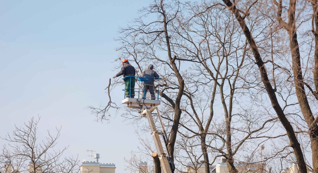 two men removing branches of a tree