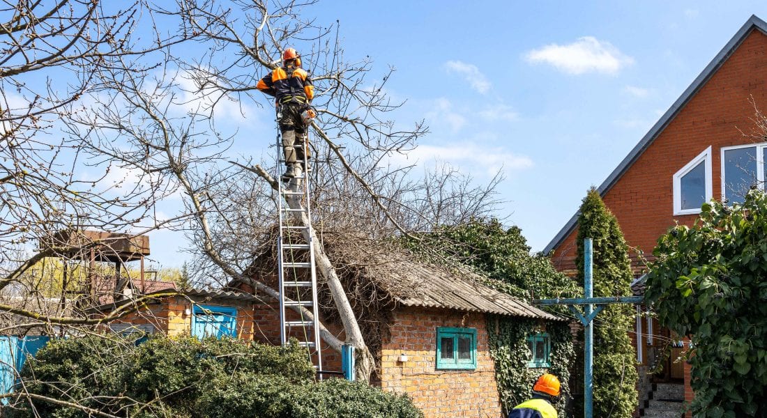 trimming tree in New Orleans LA