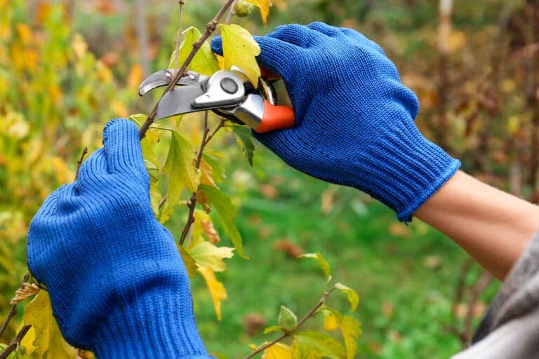 Tree Pruning