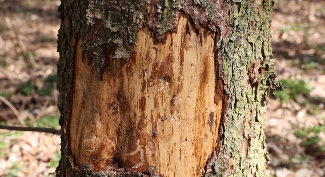 symptoms of tree disease
