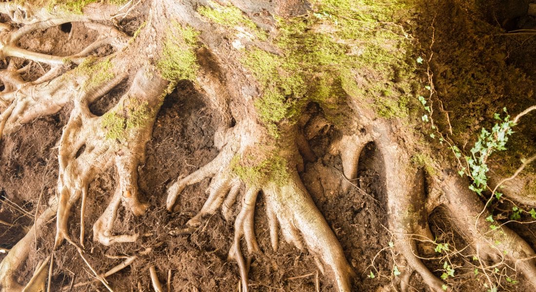 tree root rot