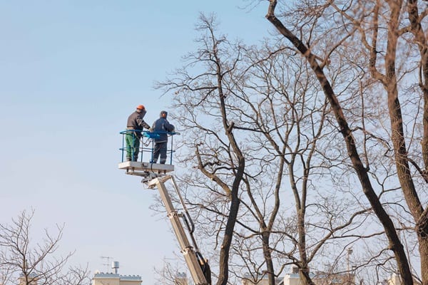 men cutting tree branches