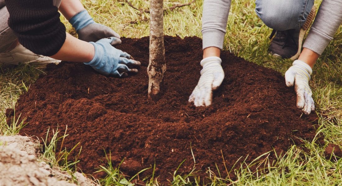 young couple putting mulch on young trees