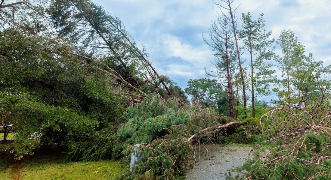 damage-from-fallen-trees-highlights-aftermath
