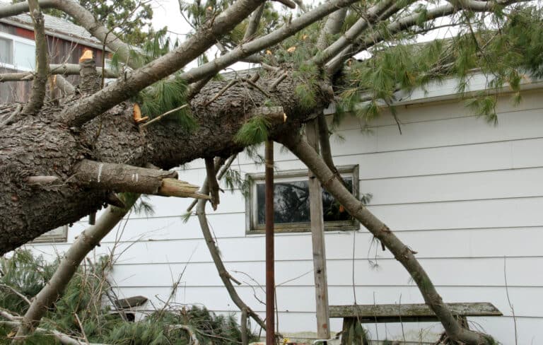 fallen tree house