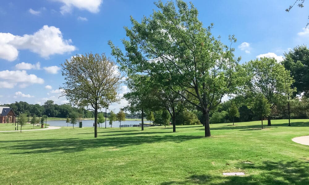 mature trees