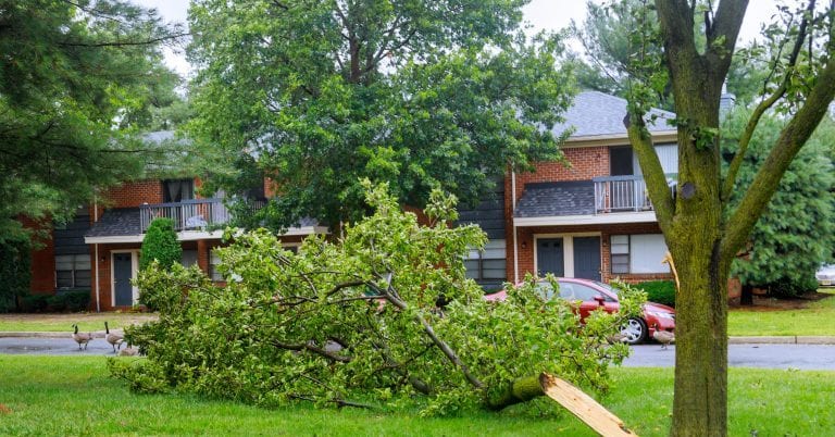 Storm-damaged tree in a Metairie yard after heavy rain and strong winds