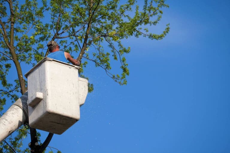 tree removal