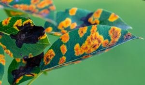 Affected-by-the-fungal-disease-Gymnosporangium-sabinae-pear