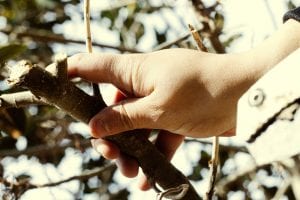 Closeup-of-male-gardener-working-with-green-plants-at-daytime