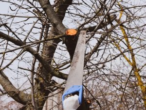 Cutting-a-dead-tree-branch-with-a-hand-garden-saw