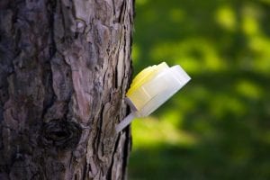 Treatment-diseases-of-plant-with-chemical-injection-into-the-stem