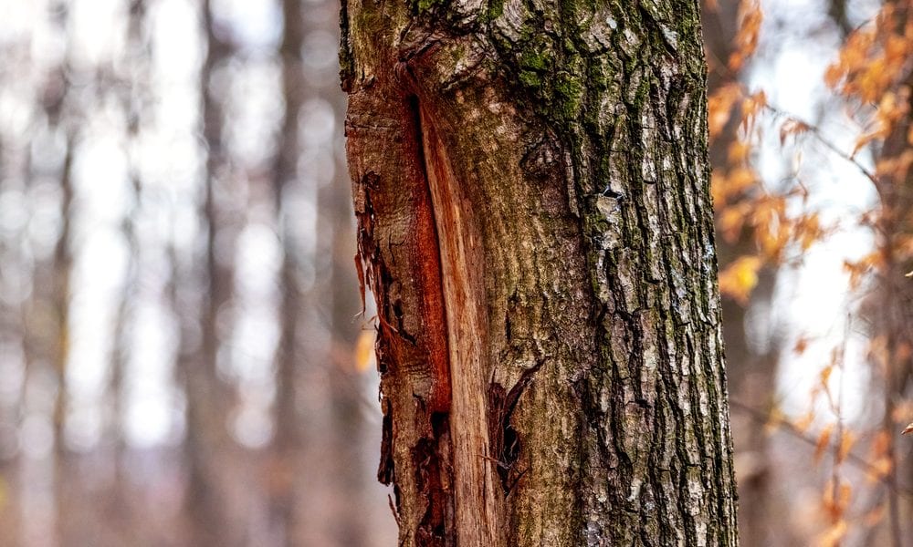 Tree trunk with damaged bark Tree diseases