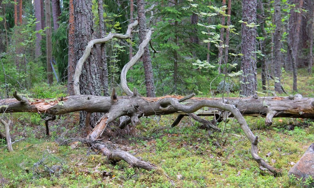 fallen tree emergencies forest with old dry tree