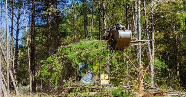 A Perfect Cut's crew performing hurricane prep tree trimming on a large oak in River Ridge, LA.
