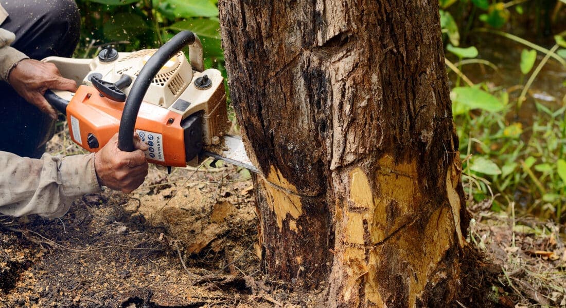 Man with chainsaw cutting the tree
