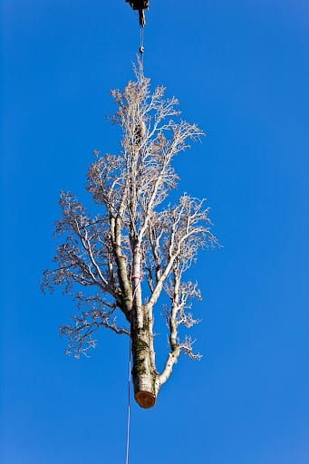 modern tree removal