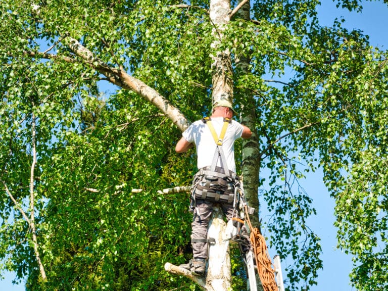 Tree trimming showing correct pruning cuts to maintain tree health
