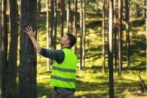 professional tree removal