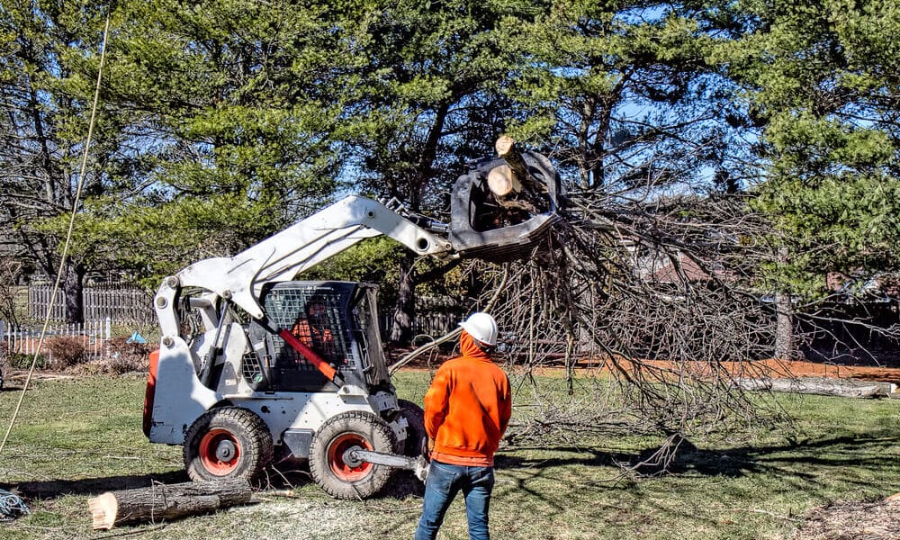 removal tree