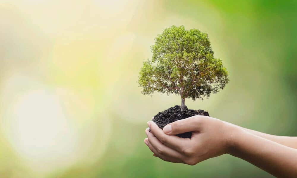 tree preservation laws and permits