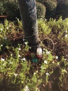 stump grinding