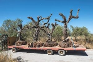 Benefits of Planting Trees in New Orleans, LA