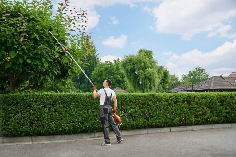 Importance Of Tree Preservation