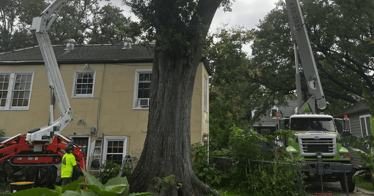 Emergency tree removal in Metairie LA after severe storm damage