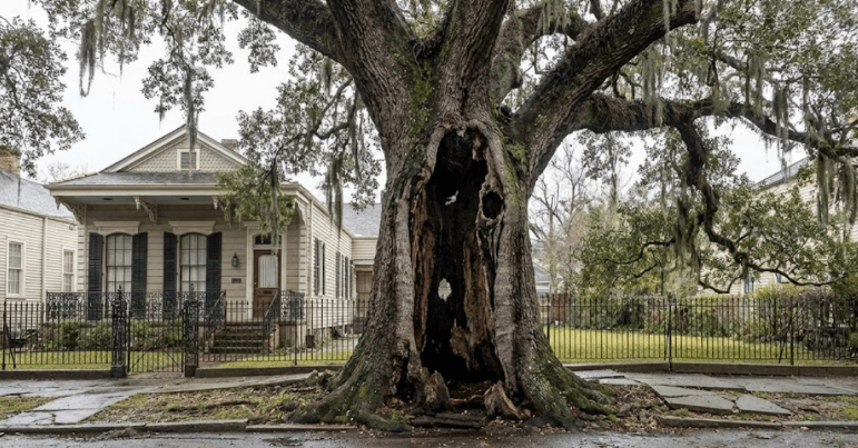 Live oak in New Orleans showing hollow trunk from internal decay
