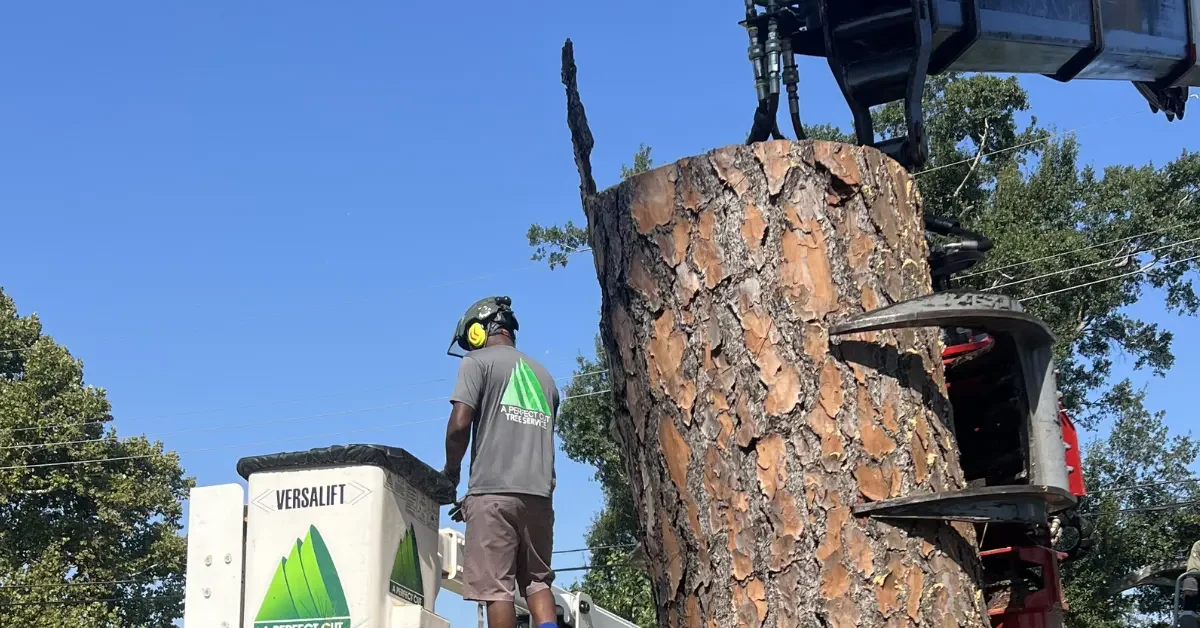 Certified arborist inspecting a hazardous leaning tree before storm season to help prevent property damage